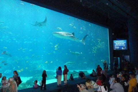 Georgia Aquarium, Atlanta, GA